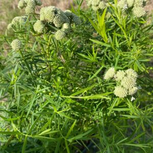 Pycnanthemum tenuifolium- Narrowleaf mountainmint