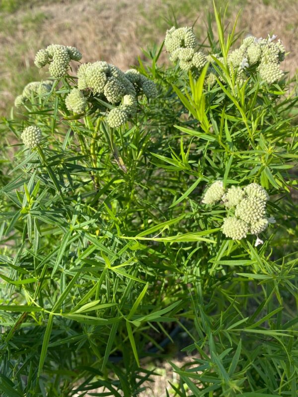 Pycnanthemum tenuifolium- Narrowleaf mountainmint