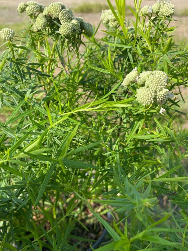 Pycnanthemum tenuifolium- Narrowleaf mountainmint - Image 2