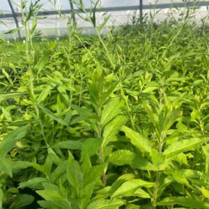 Solidago rugosa- Wrinkleleaf goldenrod