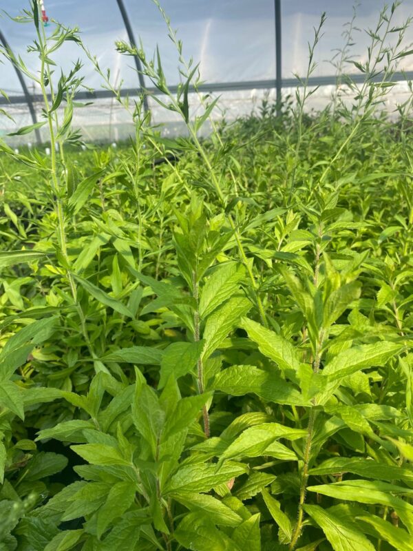 Solidago rugosa- Wrinkleleaf goldenrod
