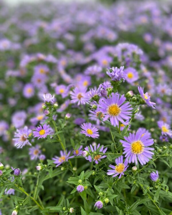 Aster cordifolius - Blue Wood Aster - Image 2