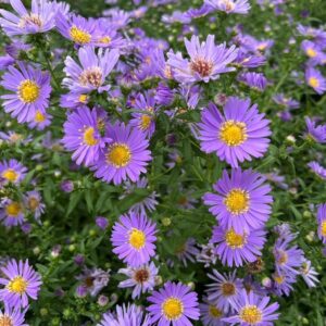 Aster cordifolius - Blue Wood Aster