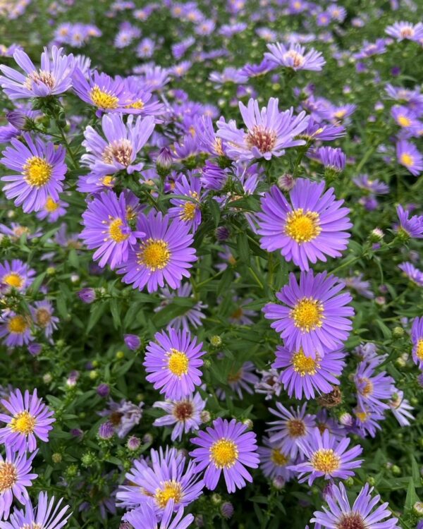 Aster cordifolius - Blue Wood Aster