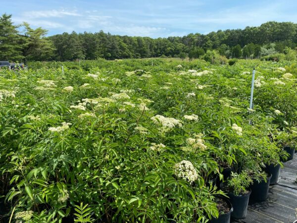 Sambucus canadensis- Elderberry - Image 3