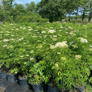 Sambucus canadensis- Elderberry