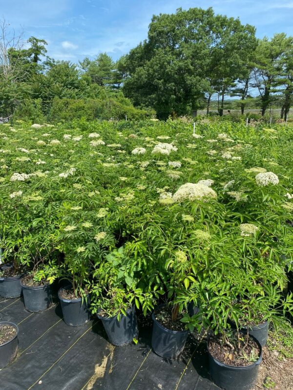 Sambucus canadensis- Elderberry