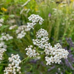 Achillea millefolium - Yarrow