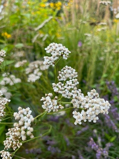 achilleamillefolium1