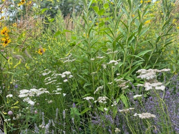 Achillea millefolium - Yarrow - Image 3