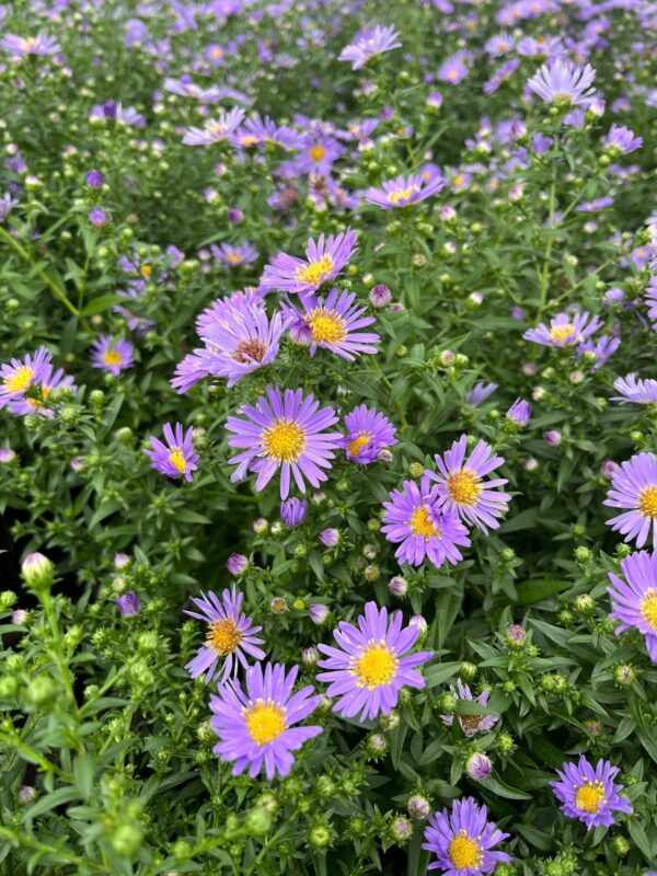 Aster cordifolius - Wood's Blue Aster - Image 2