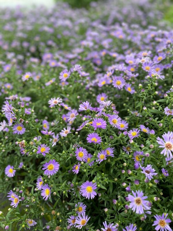 Aster cordifolius - Wood's Blue Aster - Image 3