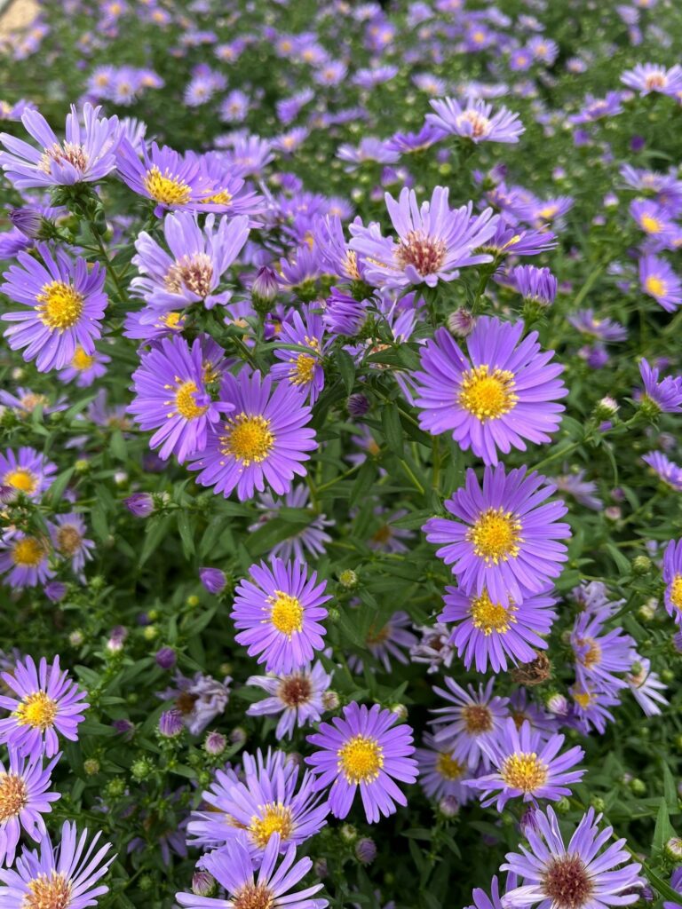 asterwoodsblue2