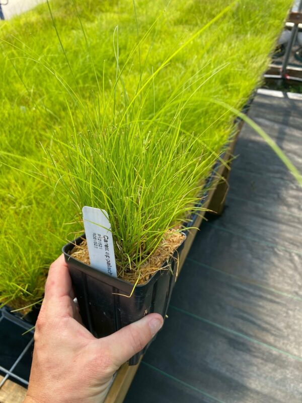 Carex appalachica - Appalachian sedge - Image 2