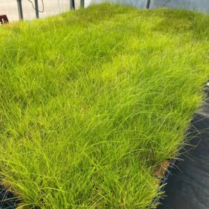 Carex appalachica - Appalachian sedge