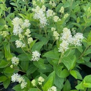 Ceanothus Americanus - New Jersey Tea