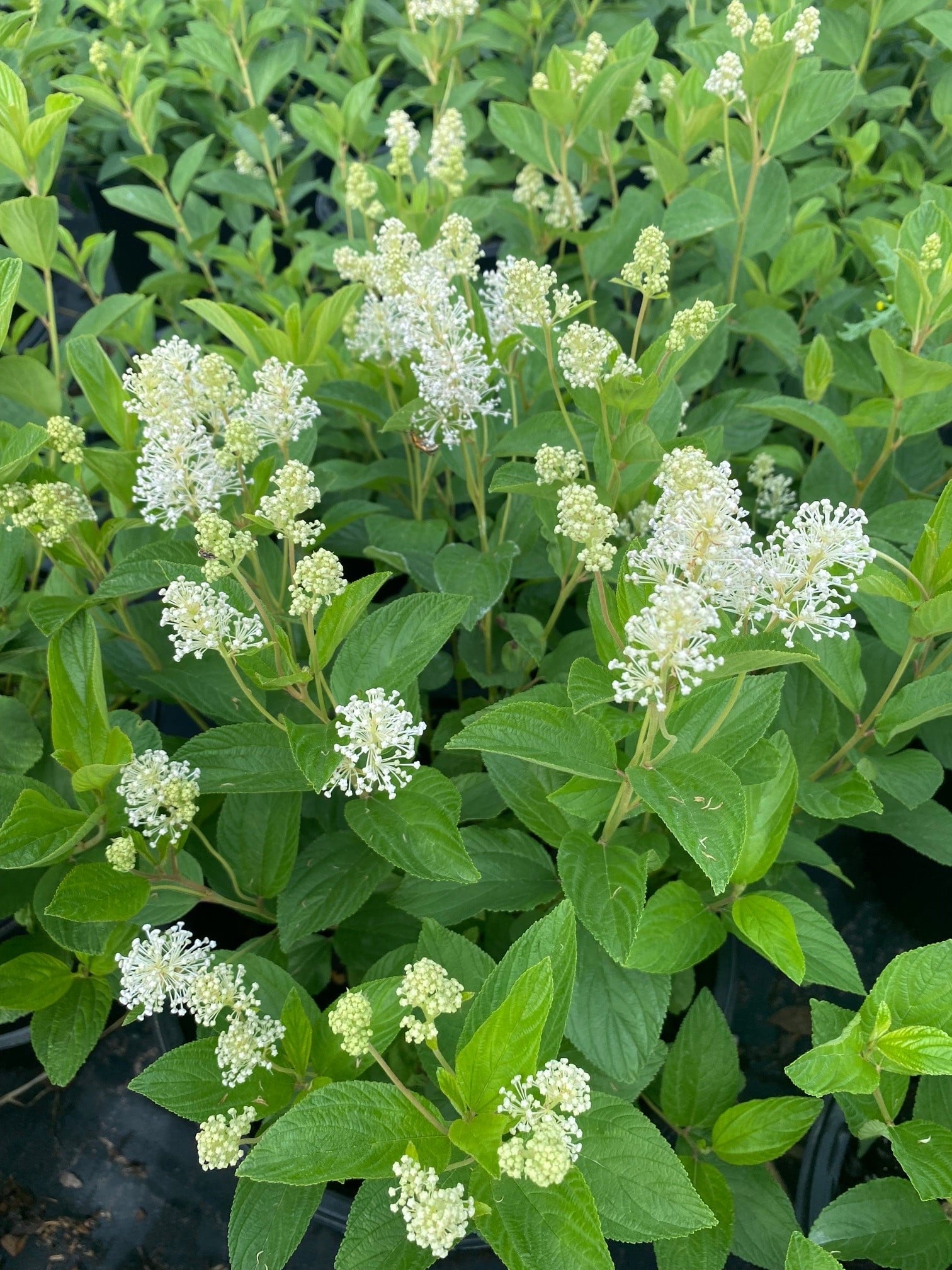 Image of Ceanothus americanus (New Jersey tea) plant