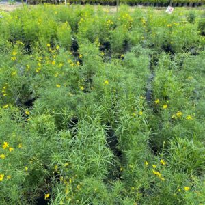 Coreopsis verticillata- Tickseed