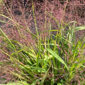 Eragrostis spectabilis- Purple Lovegrass
