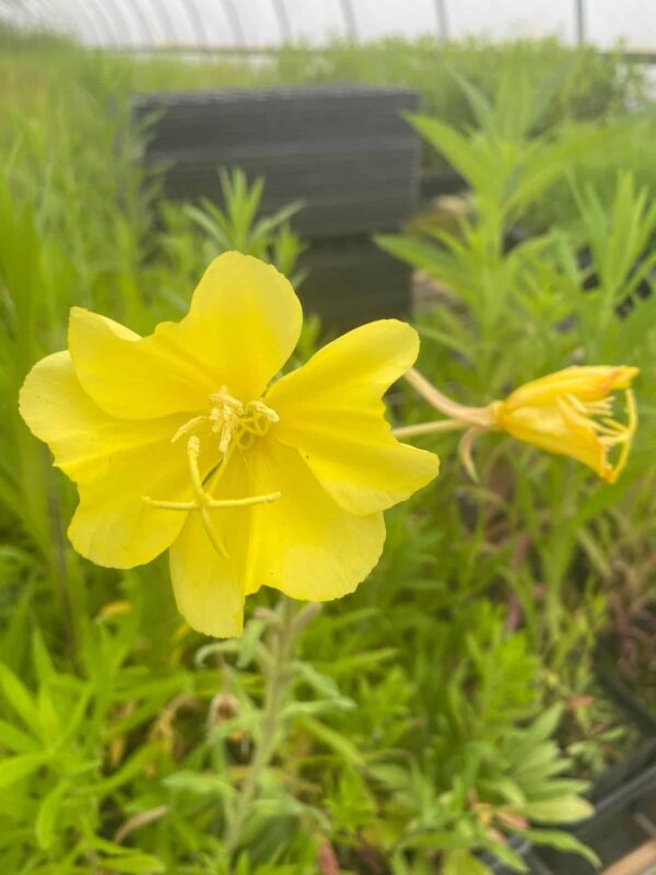 Oenothera biennis - Evening Primrose - Image 2