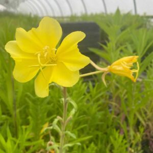 Oenothera biennis - Evening Primrose