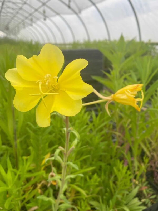 Oenothera biennis - Evening Primrose