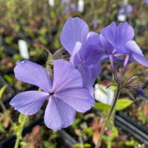 Phlox divaricata- Wild Blue Phlox