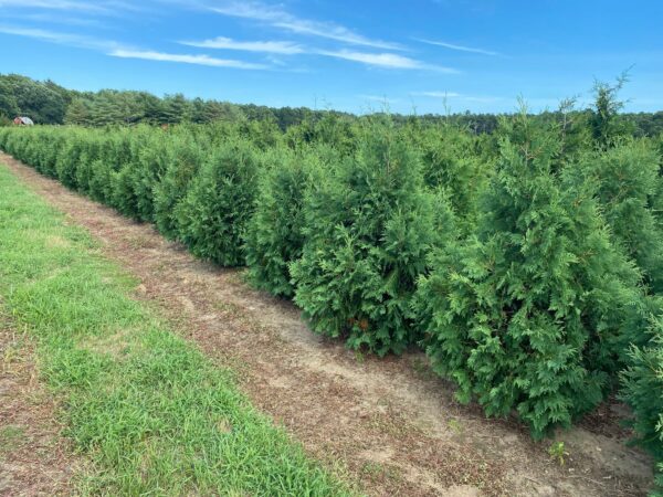 Thuja occidentalis Nigra - Dark American arborvitae - Image 3
