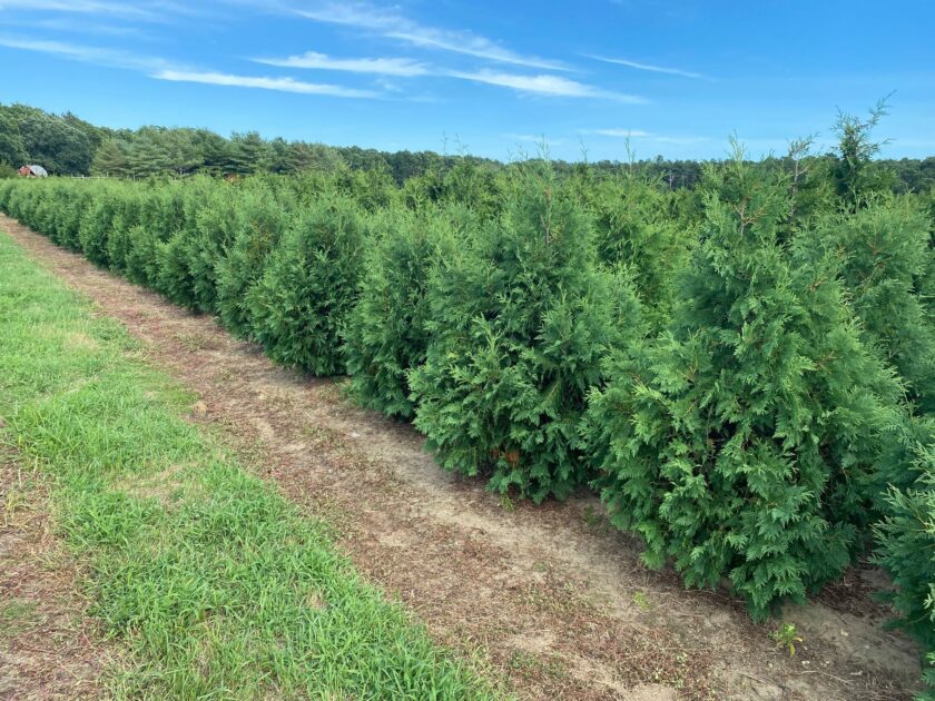 Thuja occidentalis Nigra - Dark American arborvitae - Long Island Natives