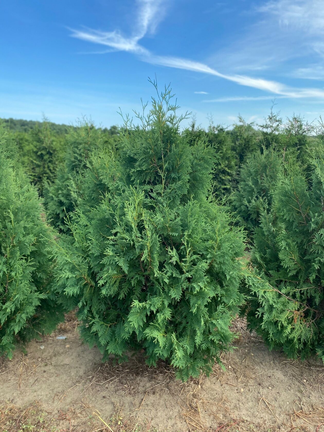Thuja occidentalis Nigra Dark American arborvitae Long Island Natives