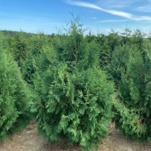 Thuja occidentalis Nigra - Dark American arborvitae