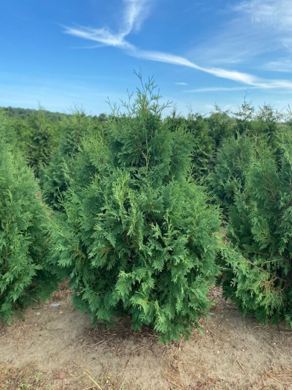 Thuja occidentalis Nigra - Dark American arborvitae