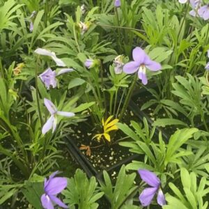 Viola pedata - Bird's Foot