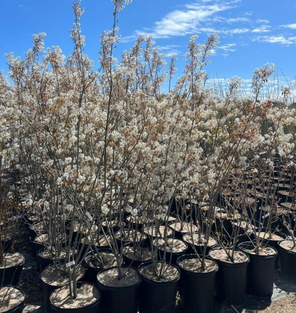 Amelanchier grandiflora - Serviceberry - Image 2