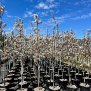 Amelanchier grandiflora - Serviceberry