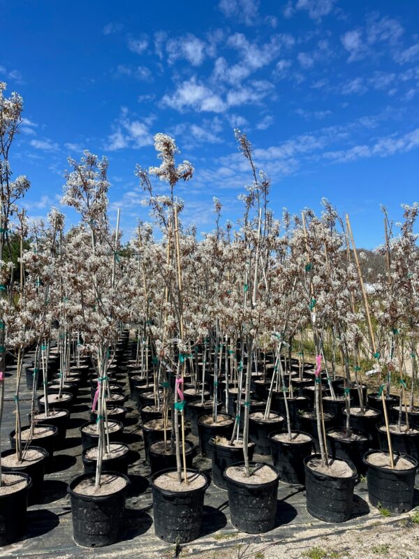 Amelanchier grandiflora - Serviceberry