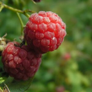 Rubus odoratus- Purple Flowering Raspberry