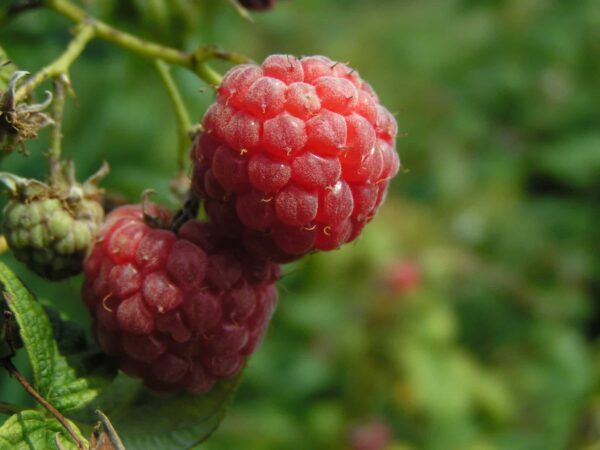 Rubus odoratus- Purple Flowering Raspberry