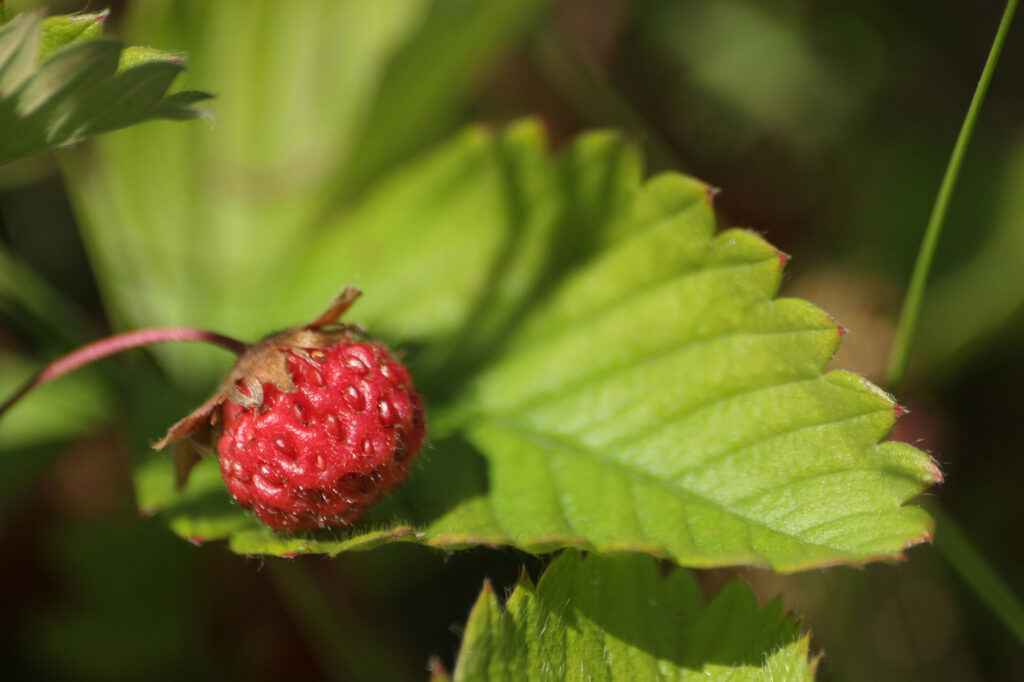 STRAWBERRY