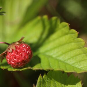 Fragaria virginiana- Virginia Strawberry