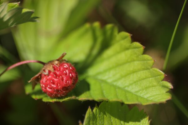 Fragaria virginiana- Virginia Strawberry