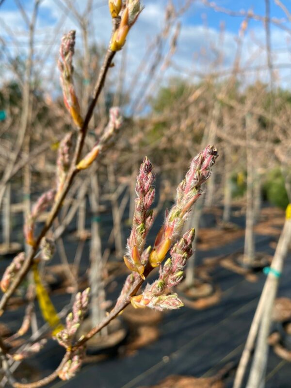 Amelanchier grandiflora - Serviceberry - Image 4