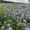 Aster laevis- Smooth Aster - Image 3