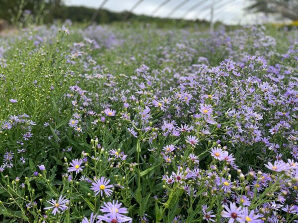 Aster laevis- Smooth Aster - Image 3