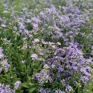 Aster laevis- Smooth Aster