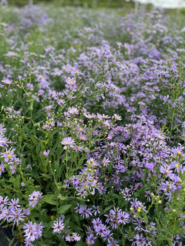 Aster laevis- Smooth Aster