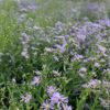 Aster laevis- Smooth Aster - Image 4