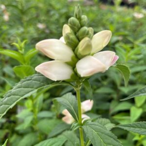 Chelone glabra- Turtlehead