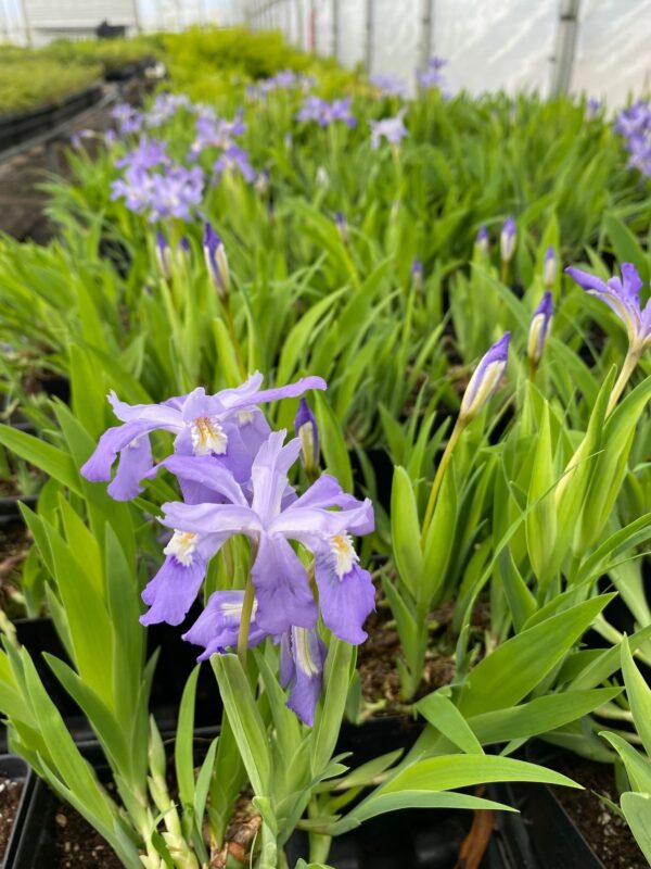 Iris cristata- Dwarf crested iris