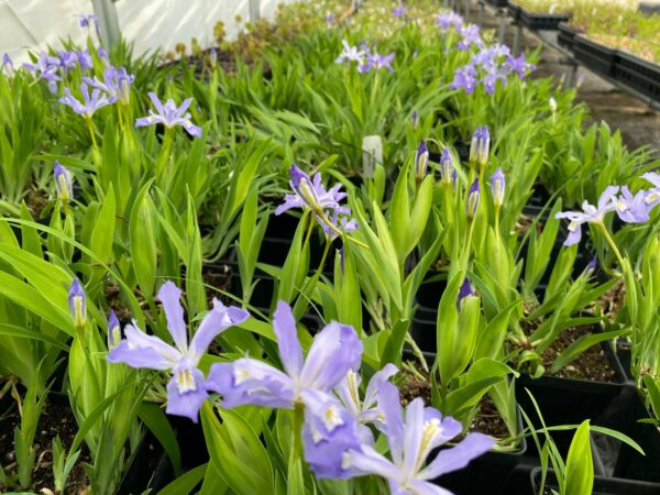 Iris cristata- Dwarf crested iris - Image 2